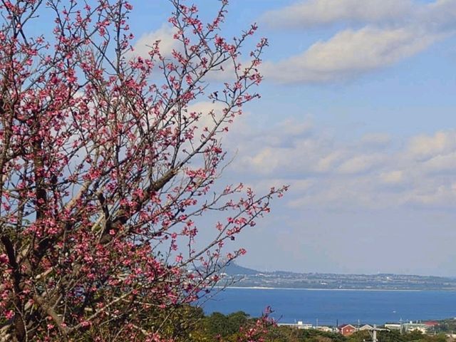 沖繩賞櫻---八重岳櫻之森公園，感受一下日本傳統祭典的氛圍！