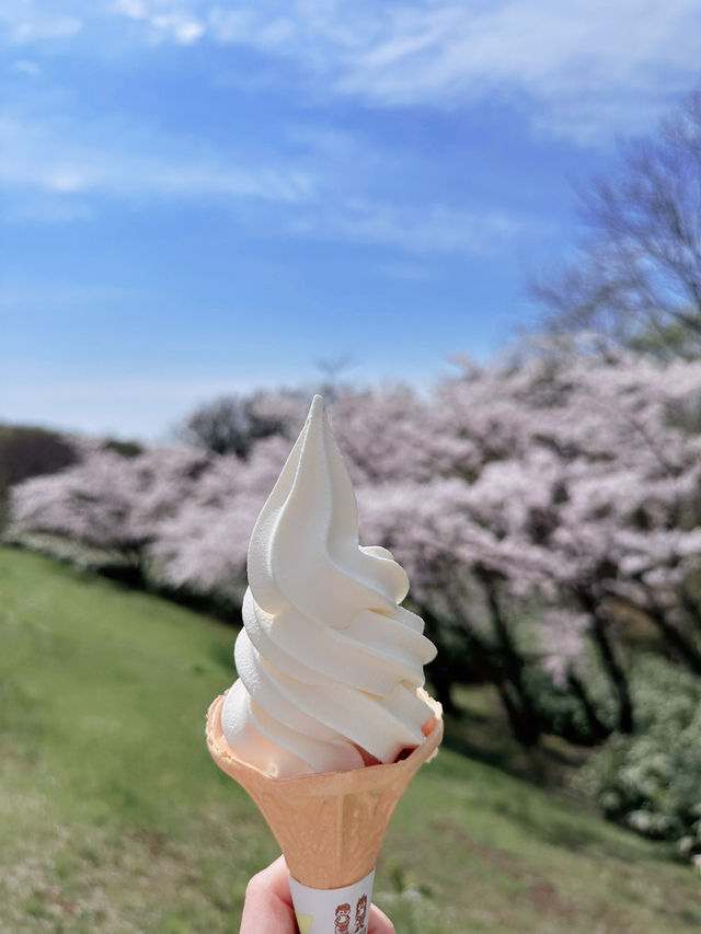 2025五月北海道獨遊追櫻之旅🌸 - 第二彈