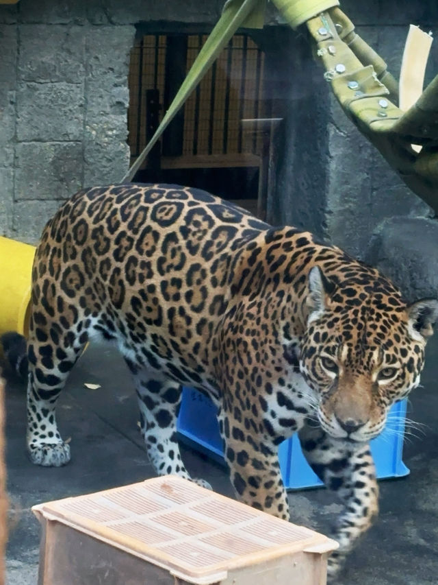 A Family’s Ultimate 6-Day Osaka Adventure: From Nara Deer to Super Mario World!