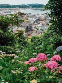 🌸 Kamakura Hydrangea Guide - A Must-See in June! 🌸