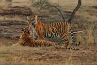 Ranthambore Tiger Reserve