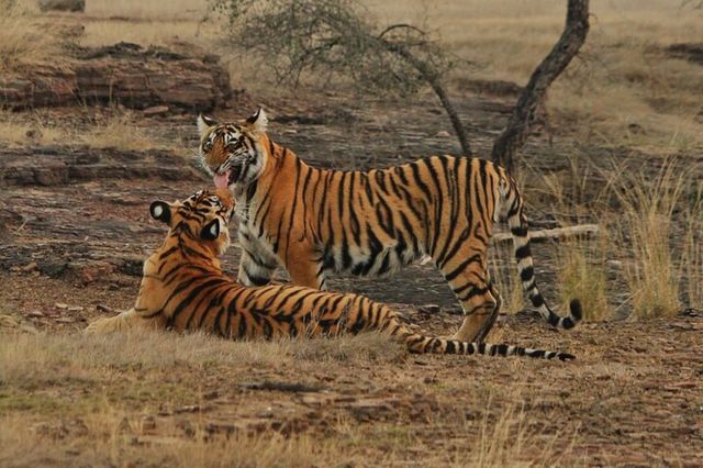 Ranthambore Tiger Reserve