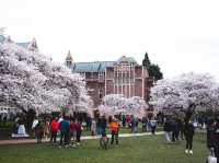 แจกพิกัดชม Cherry blossom แบฉ่ำฟูที่ USA