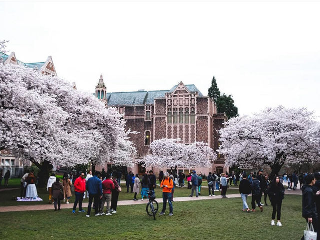 แจกพิกัดชม Cherry blossom แบฉ่ำฟูที่ USA