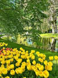 The Best Season in Amsterdam is Here! 🌷🇳🇱