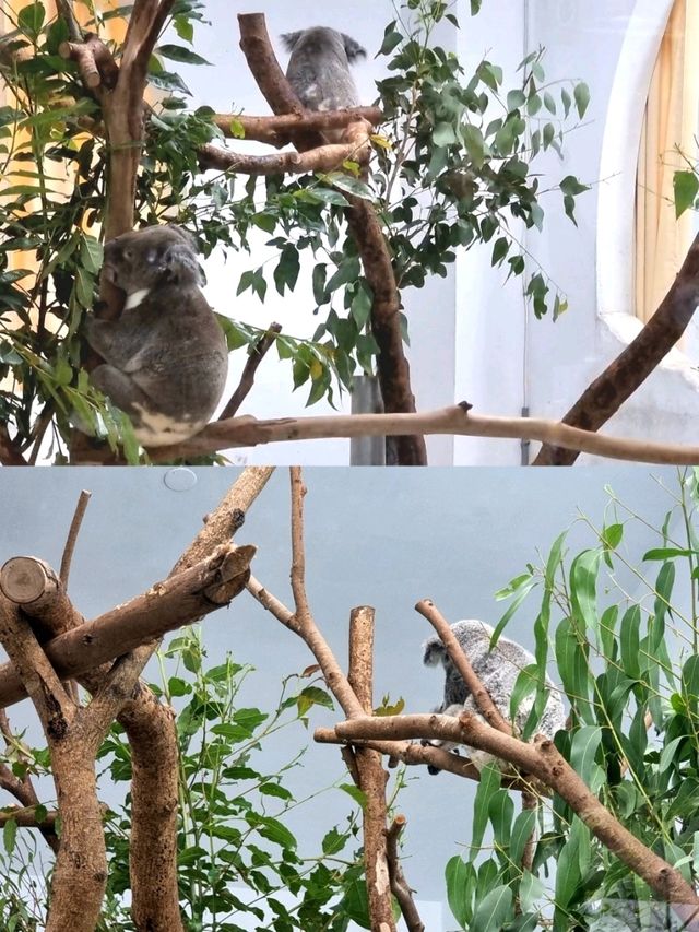 Exploring Taipei Zoo: Tips for a Great Visit