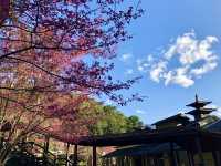 Classroom Under the Cherry Trees — Neihu Primary School, Nantou