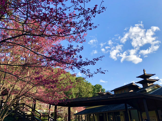 Classroom Under the Cherry Trees — Neihu Primary School, Nantou
