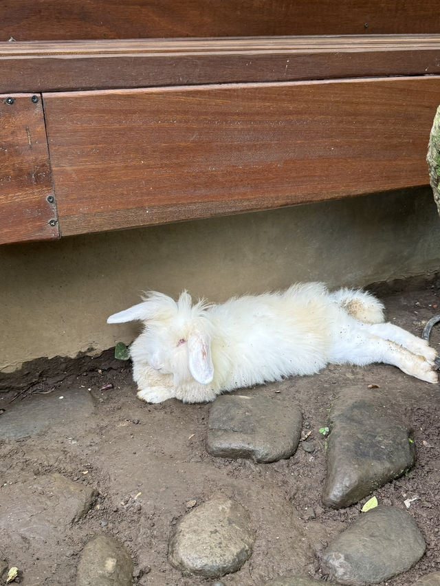 【バリ島/ウブド】リーズナブルでおいしいワルン
