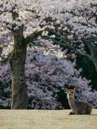 Nara Deer Park: Where Nature, Culture, and Sacred Deer Meet