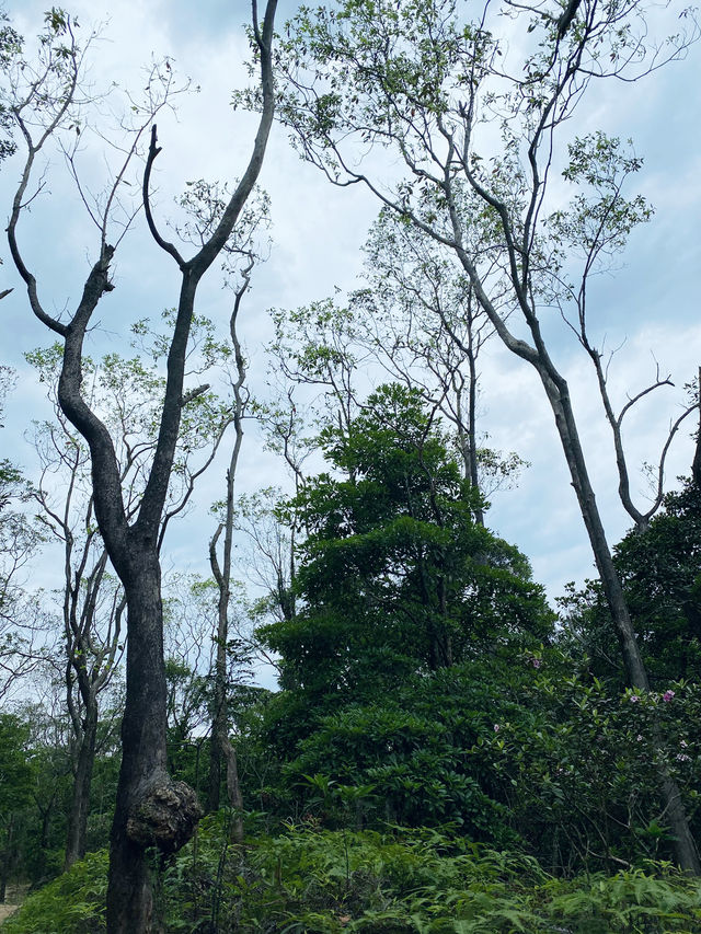 香港｜去嶂上營地吃一碗豆腐花🏕️