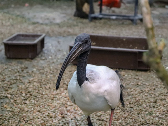 【島根県】 湖畔に広がる花と鳥のテーマパーク『松江フォーゲルパーク』🦉