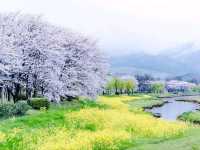 Ducks, Blossoms, and Max Chill