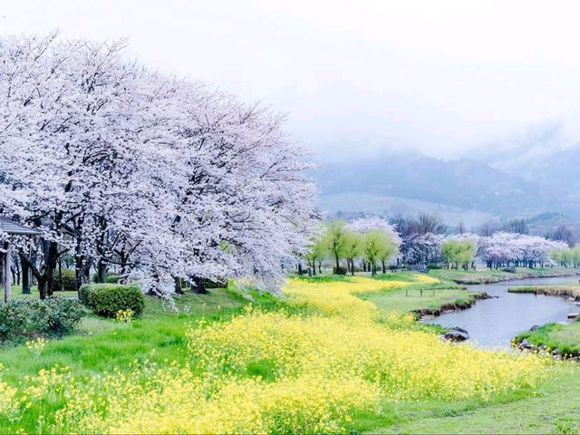 Ducks, Blossoms, and Max Chill