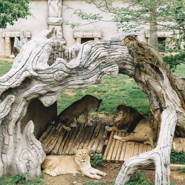 ~歡樂端午節~ 清遠寶龍野生動物園