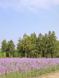 The flowers season in Jeju- Boromwat Seogwipo