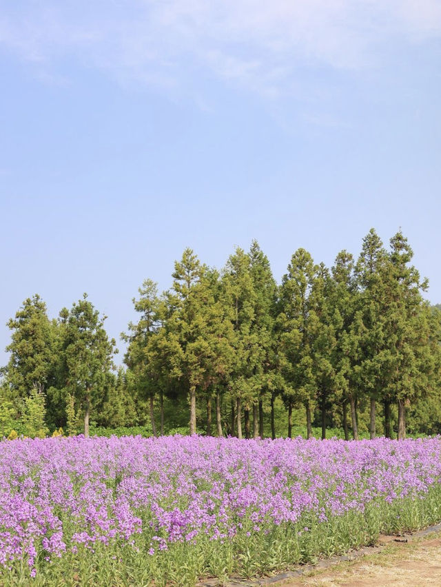 The flowers season in Jeju- Boromwat Seogwipo