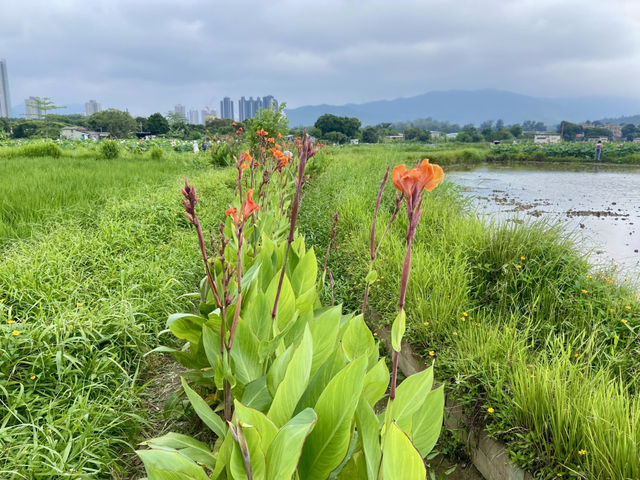 端午節好去處✨ 河上鄉塱原濕地🪷 荷花田隱世賞花美景 