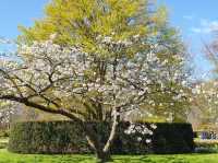Keukenhof: A Dreamlike Stroll Through Spring’s Finest