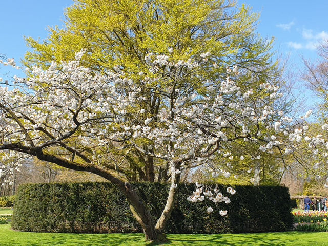 Keukenhof: A Dreamlike Stroll Through Spring’s Finest