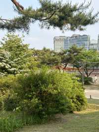 🏯 시간 속을 산책하다, 경복궁🍀🤍