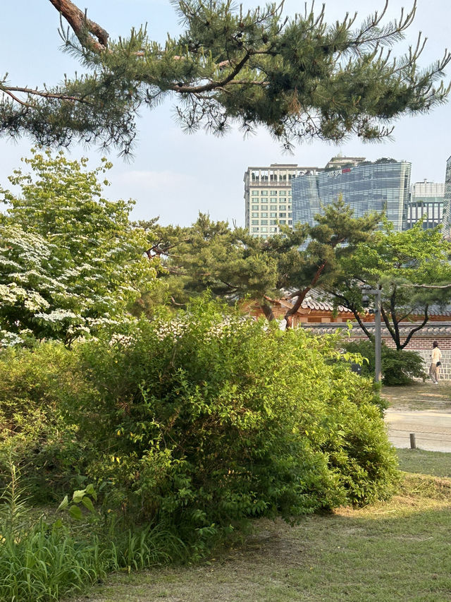 🏯 시간 속을 산책하다, 경복궁🍀🤍