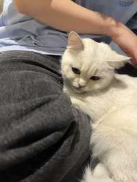 Coffee Cat House in JB