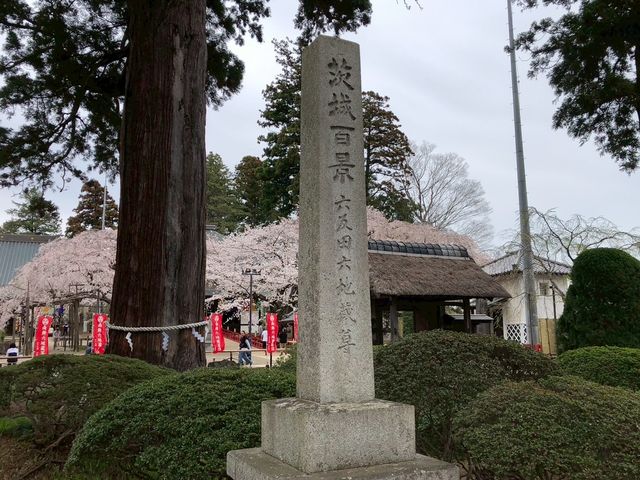 🌸【枝垂櫻與靜心古寺的邂逅】春日私藏景點：水戶大師六地藏寺一日小旅行