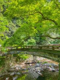 【大阪箕面】新緑の時期に箕面の滝を満喫🌿