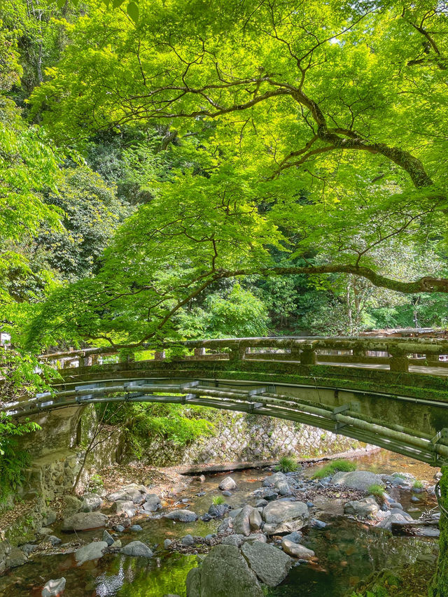 【大阪箕面】新緑の時期に箕面の滝を満喫🌿