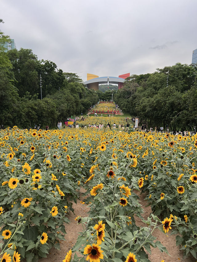 深圳太陽花田 地鐵直達商場旁