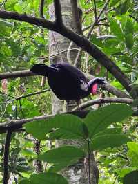 해외여행 브라질 이과수 조류동물원 Parque das Aves