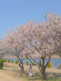 이번 주, 낙동강변에서 매화 피크닉 어때요?🌸❤️