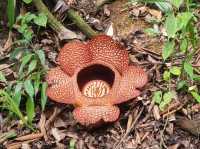 Kundasang's Best: Farm Fun, Rainforest Thrills & Wild Flavors!