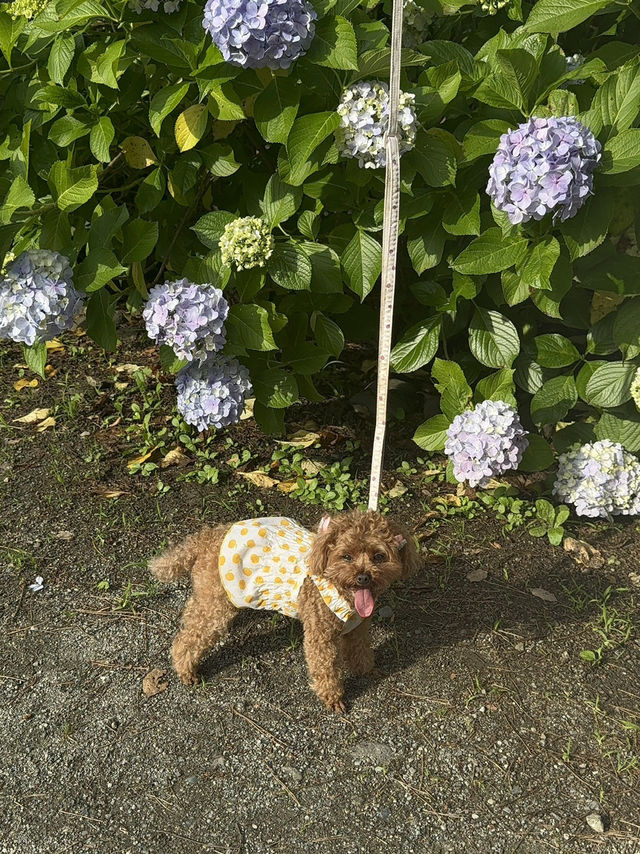 【神奈川】ワンちゃんと行ける紫陽花スポット！