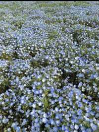 🌼【茨城・ひたちなか市 国営ひたち海浜公園】青の絨毯とコキアの丘で心も景色もリフレッシュ！ 