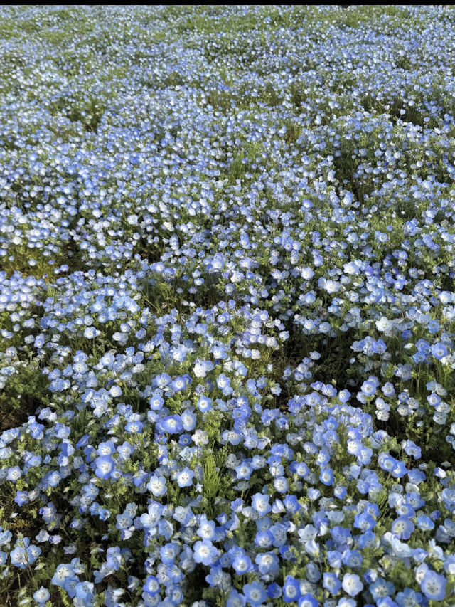 🌼【茨城・ひたちなか市 国営ひたち海浜公園】青の絨毯とコキアの丘で心も景色もリフレッシュ！ 