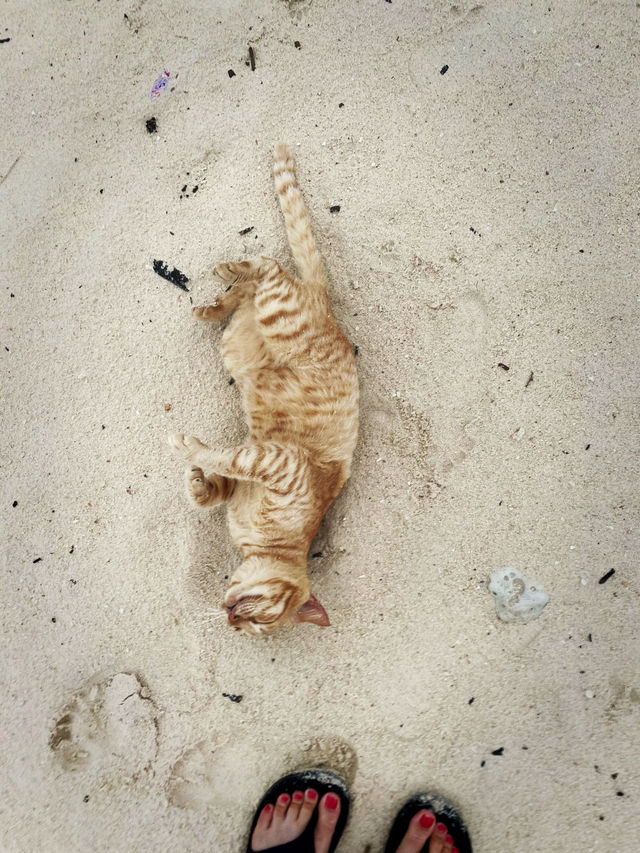 タイにある猫島🐈🇹🇭野良猫ちゃんと一緒に過ごせるリゾート・カイ島🐬🏝🌺