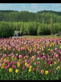新潟県長岡市に広がる「国営越後丘陵公園」は、四季折々の花々と豊かな自然に包まれた癒しの空間。 