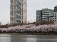 ชมซากุระที่ ทะเลสาบซอกชน (Seokchon Lake)