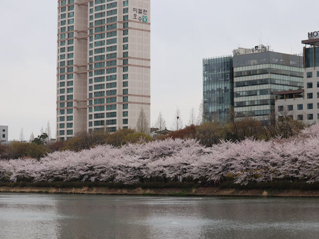 ชมซากุระที่ ทะเลสาบซอกชน (Seokchon Lake)