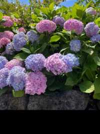 Hydrangeas Spot at the Eastern Part of Jeju