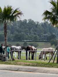 No Riding, Just Vibes: My Chill Day at Equestrian Park Putrajaya