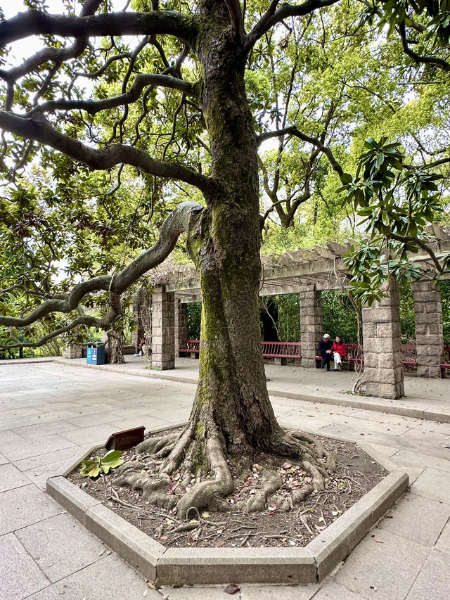 Where words rest: A visit to Lu Xun’s final sanctuary in Shanghai