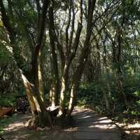 Nature Escape Vibes at Jeju Gotjawal Provincial Park