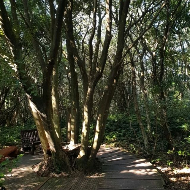 Nature Escape Vibes at Jeju Gotjawal Provincial Park