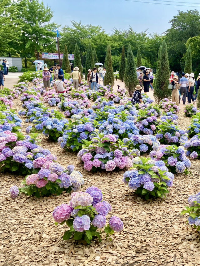 繡球花@長生浦鯨魚文化村