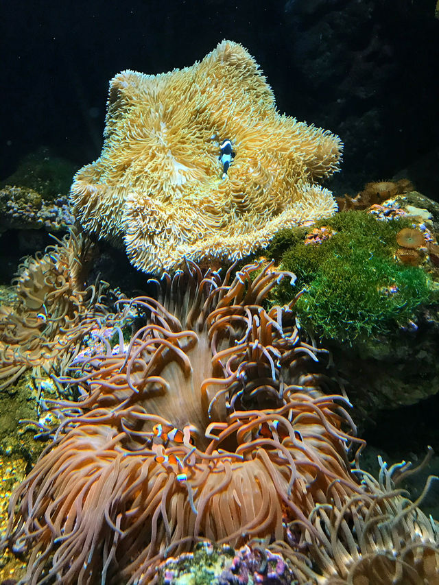 探索海底世界的美麗Xpark水族館