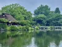 Kumamoto's Suizenji Garden: Matcha-Filled Even in the Rain! ☔️🍃