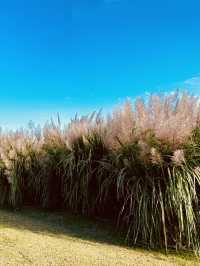 Eulsukdo Island Migratory Bird Park, Busan: A Haven for Wildlife and Nature Lovers